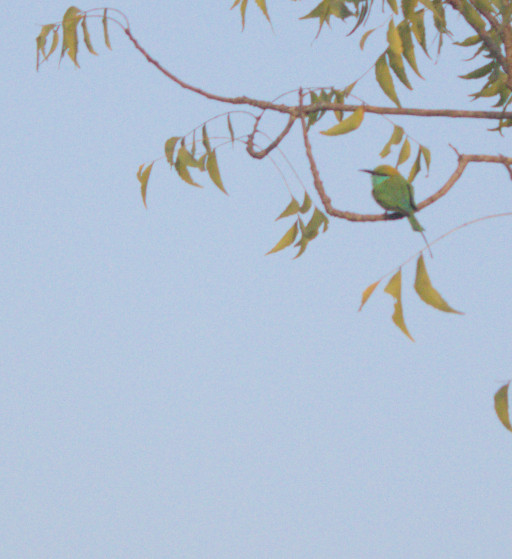 Would you look at this punk ass bird, just sitting there, judging.