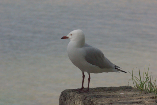 Would you look at this punk ass bird, just sitting there, judging.